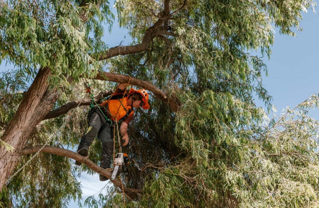 Tree pruning