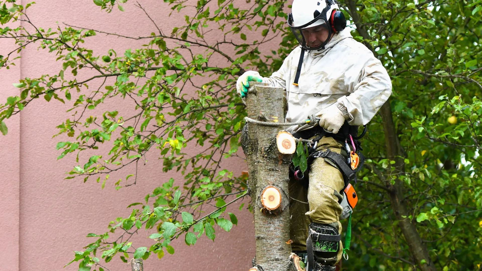Falcon Tree Services - Expert Arborists in Falcon, Western Australia