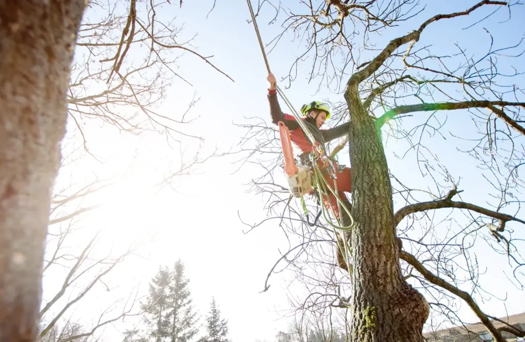 Storm Damage Tree Care: What Mandurah Homes Should Do After Severe Weather Pete's Treeworx 1 Professional Arborist Services