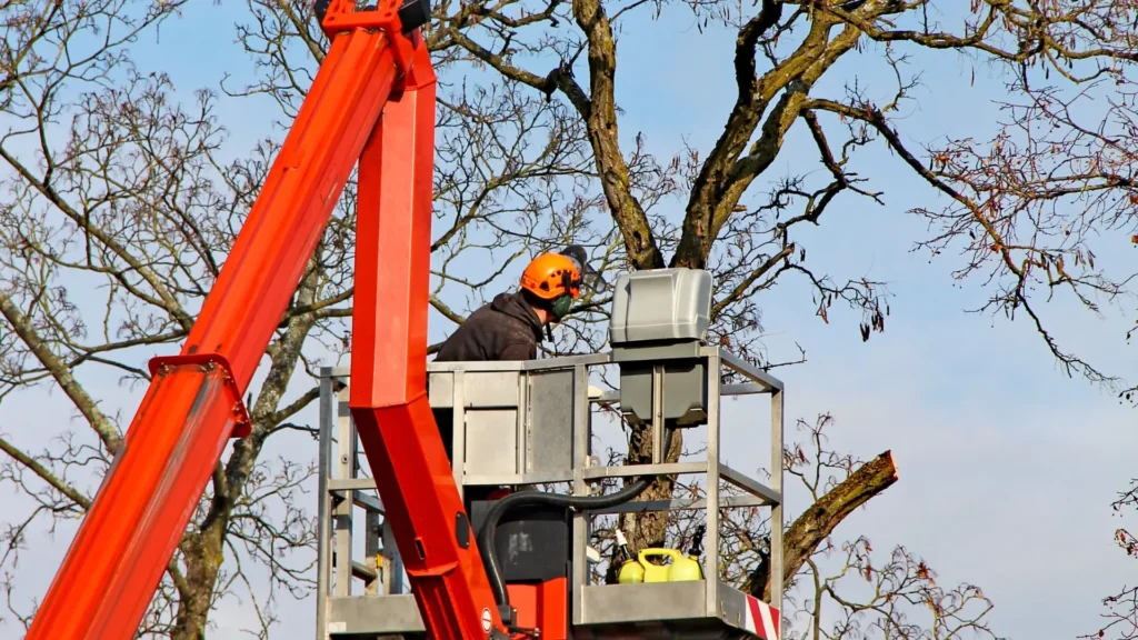 Arborist Melville Explained: Tree Inspections, Reports & Maintenance Advice Pete's Treeworx 3 Tree Services Across Clifton
