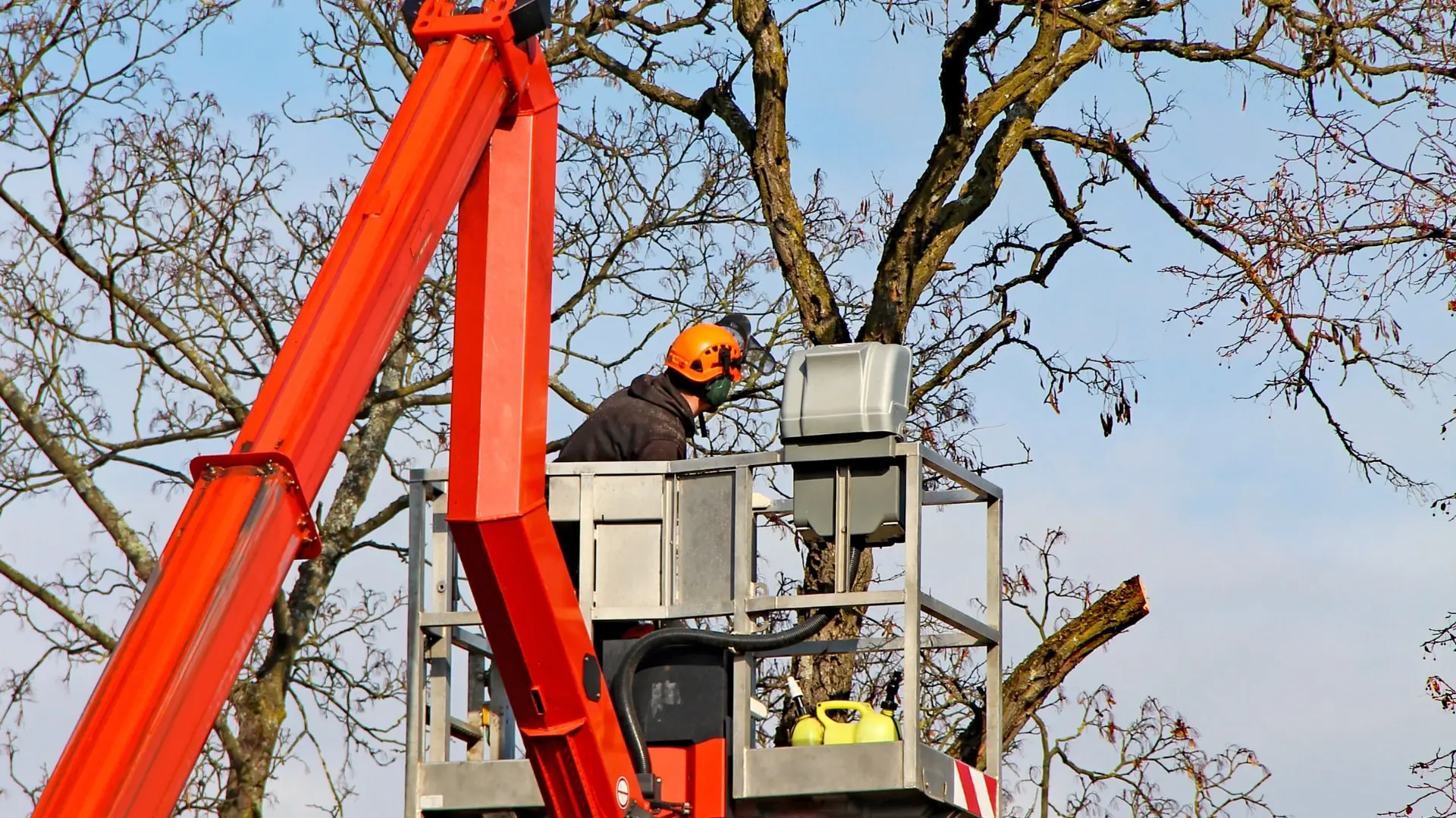 Tree Services Across Clifton