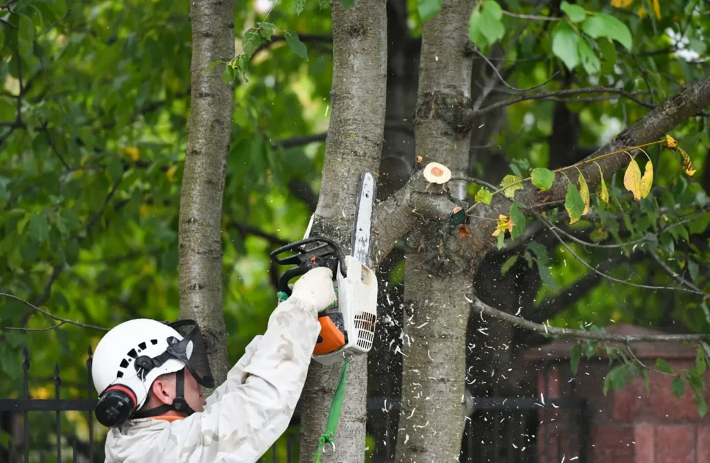 Tree Services Across Clifton