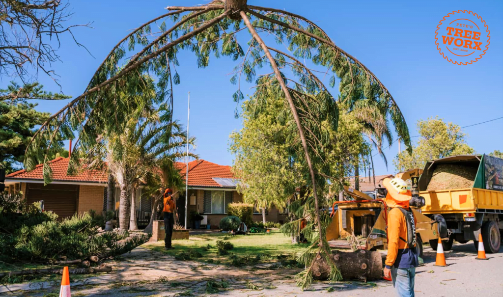 Signs Your Tree May Need Professional Lopping Armadale Pete's Treeworx 2 Tree service Mandurah