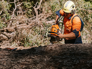 Arborist 