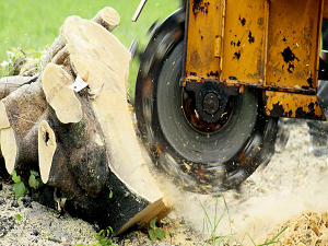 Stump grinding