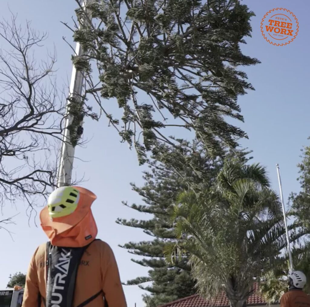 The Benefits of Tree Pruning and Trimming in Bunbury Pete's Treeworx 2 Tree Services Rockingham