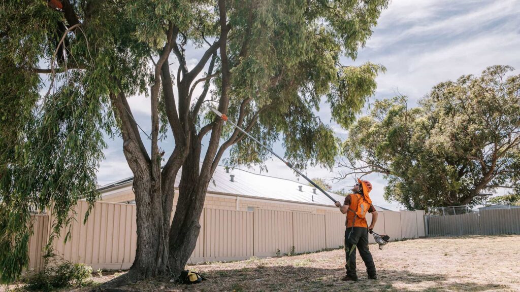 Tree Pruning Mandurah: Protecting Your Landscape from Overgrown Trees Pete's Treeworx 1 Tree pruning Bunbury