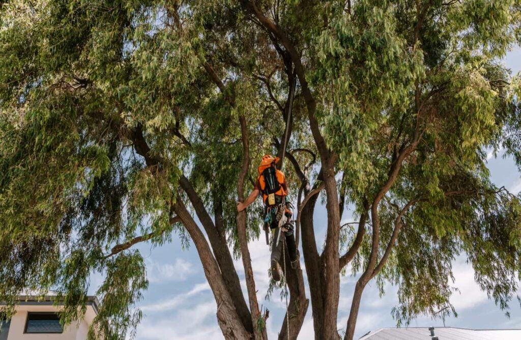 How much does tree pruning cost Pete's Treeworx 2 Tree pruning Rockingham