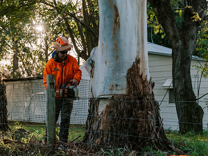 Tree removal 