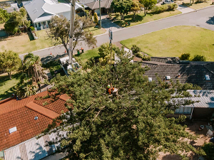 Tree risk assessment 