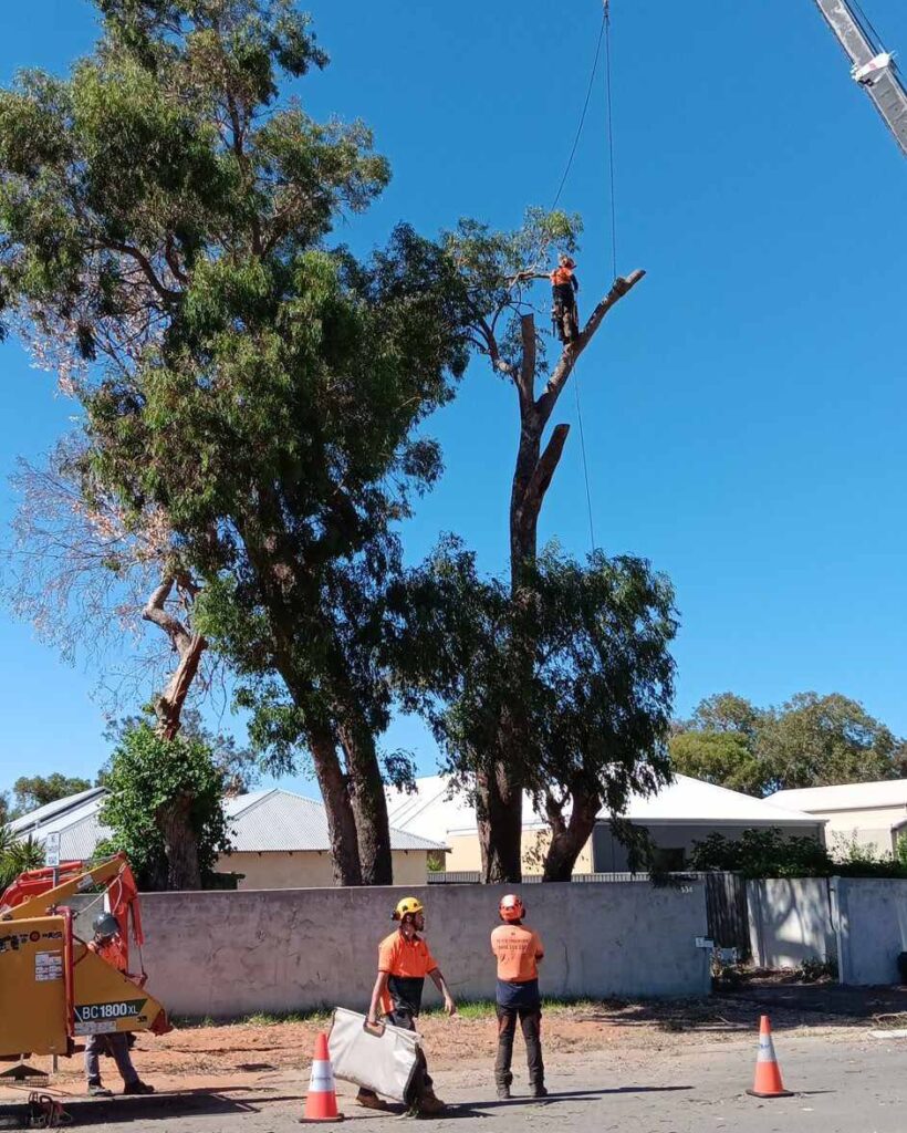 Why Professional Tree Trimming in Armadale Delivers Better Results Pete's Treeworx 4 Tree Services Serpentine