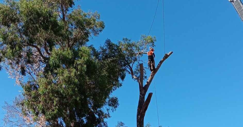 Tree Services Serpentine
