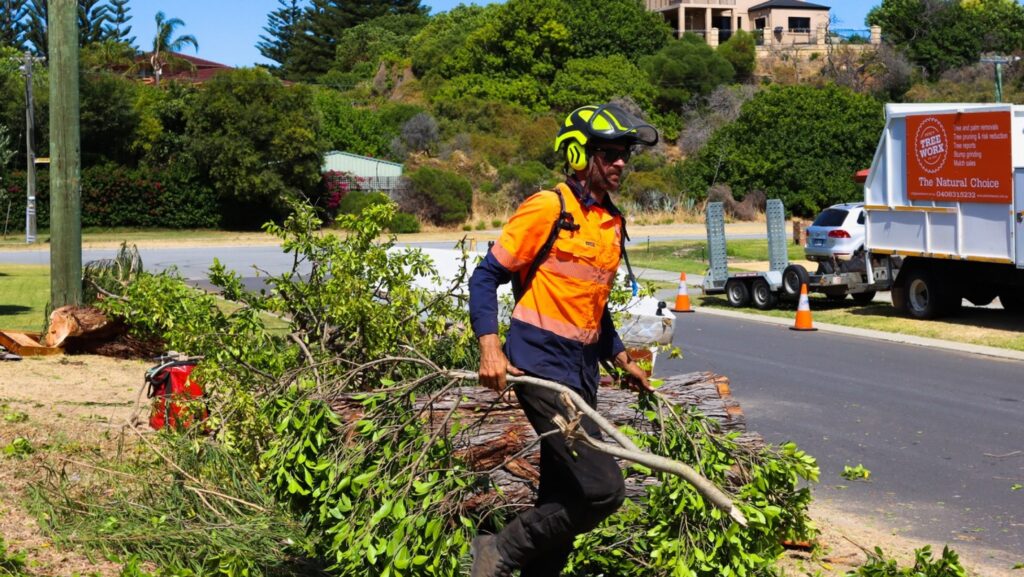 Arborist Armadale: Identifying Hazardous Trees Before They Fail Pete's Treeworx 1 Land Clearing Bunbury e1784170776534