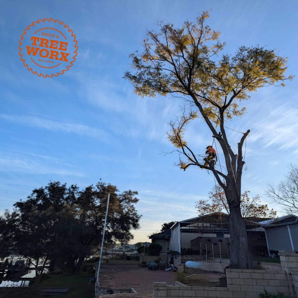 What is a level 5 arborist? Pete's Treeworx 2 Arborist Mandurah