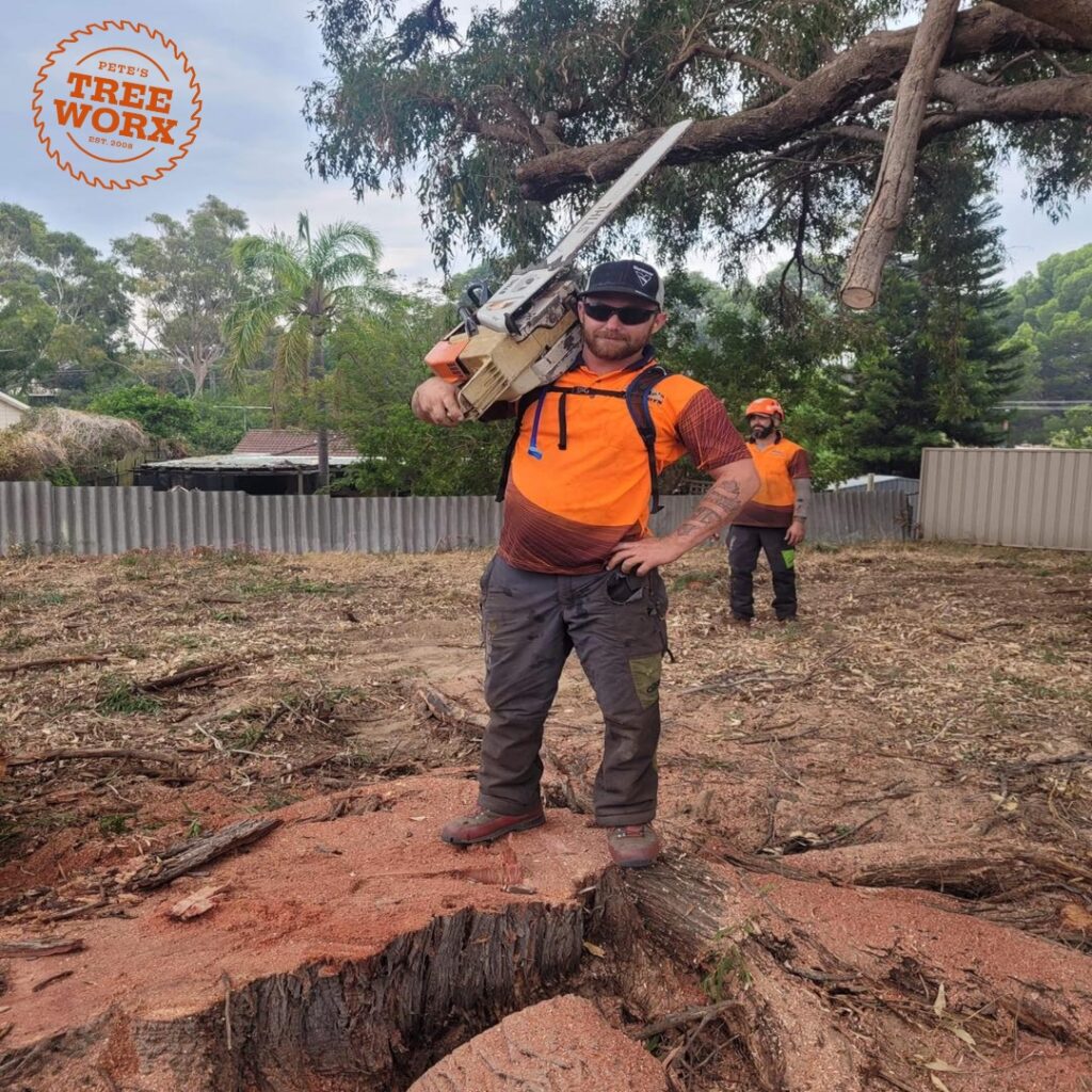 The Complete Guide to Stump Grinding in Rockingham Pete's Treeworx 1 Stump Grinding Mandurah