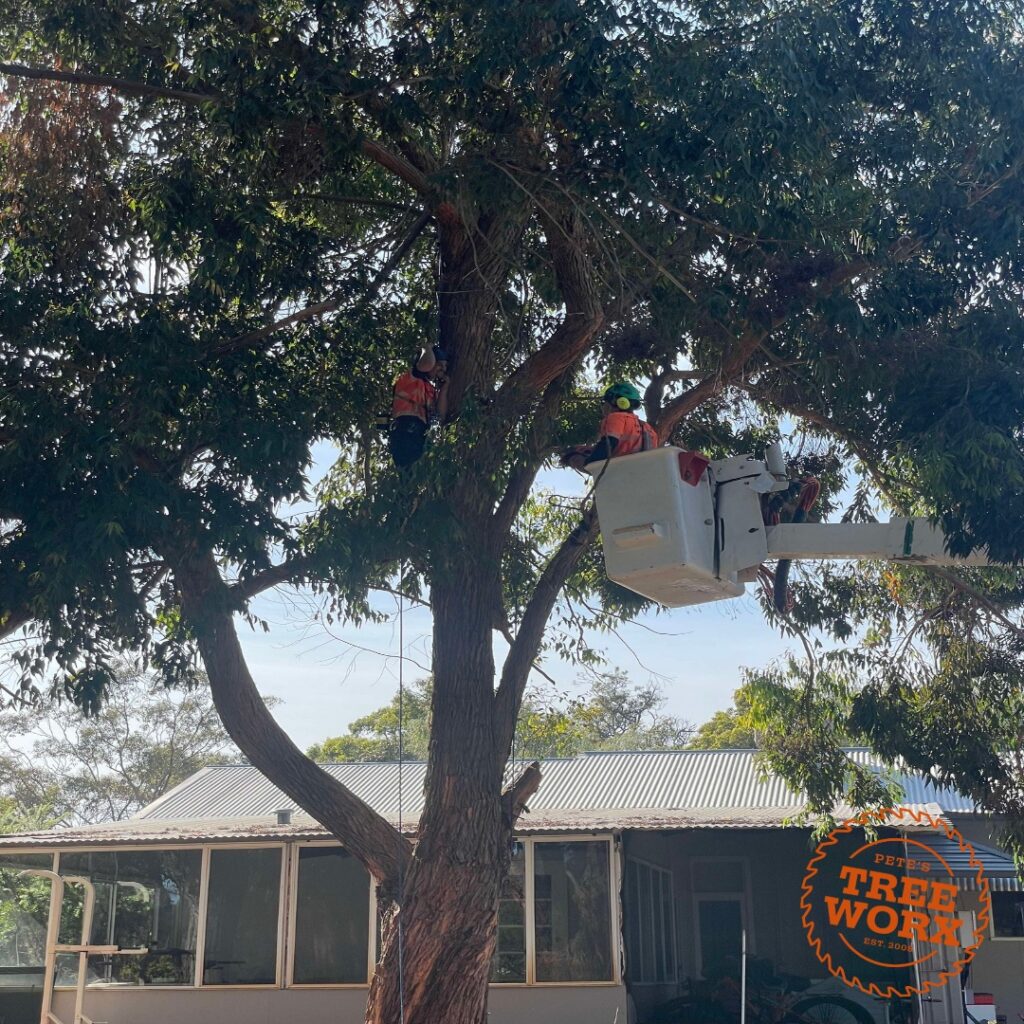 Tree Pruning Greenfields