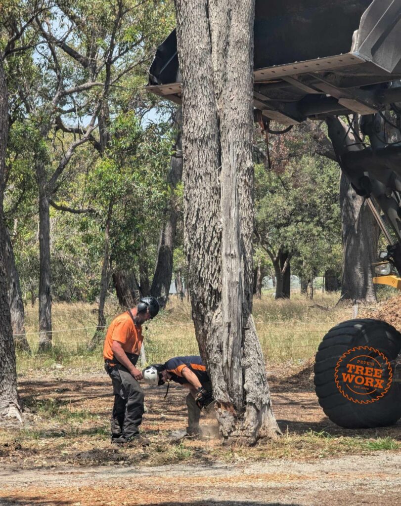 Tree Removal Greenfields