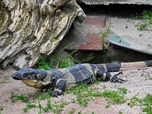 Armadale Reptile & Wildlife Centre