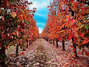 Raeburn Orchards