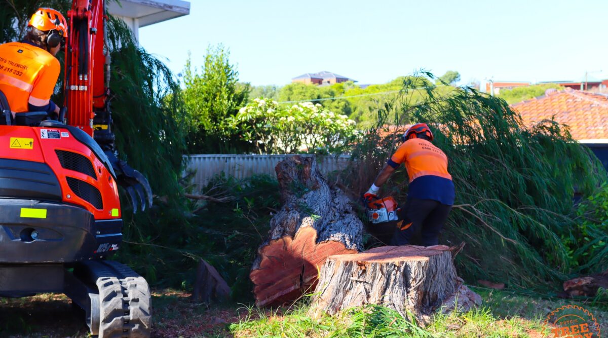 Choosing a Certified Arborist in Mandurah: What to Check Before You Hire