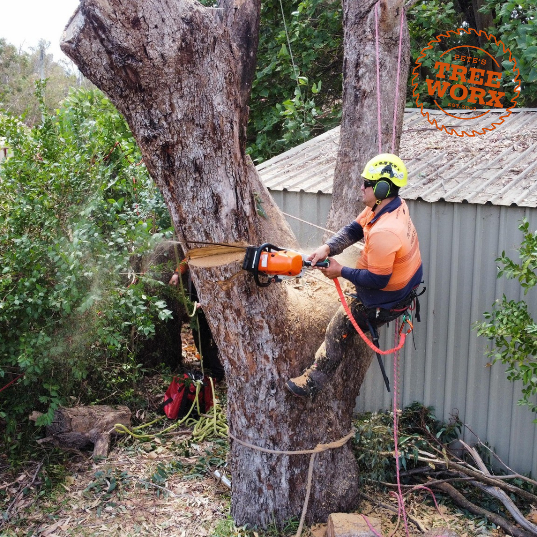Tree Removal City of Cockburn