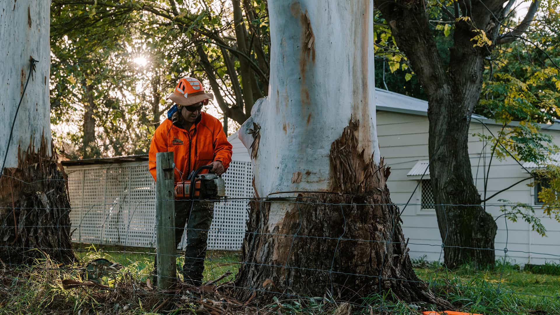 Tree Removal City of Gosnells