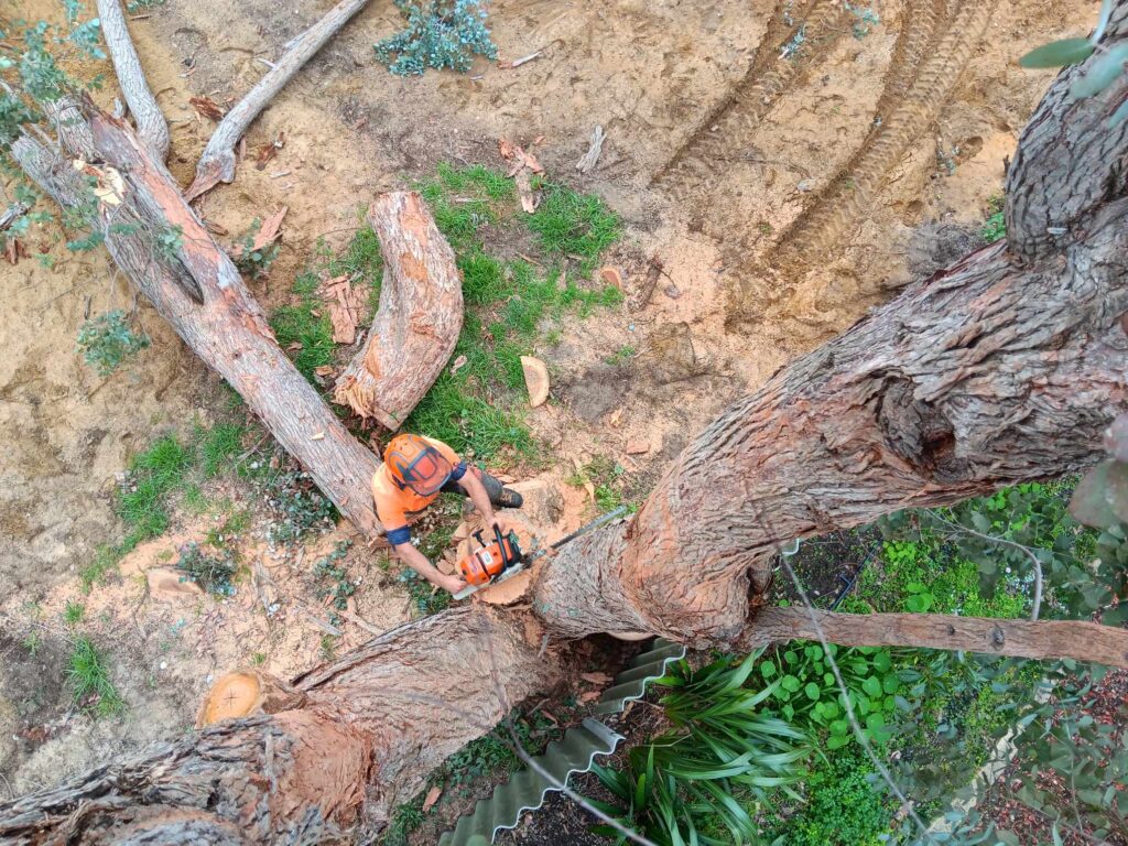 How Much Stump Grinding Costs in Mandurah + What to Expect Pete's Treeworx 7 Tree Removal Shire of Waroona