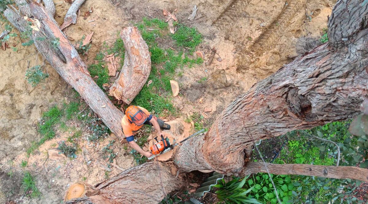 How Much Stump Grinding Costs in Mandurah + What to Expect