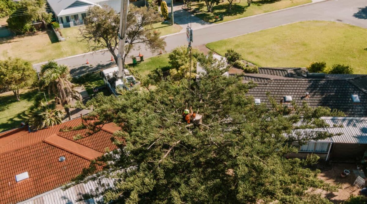 Mandurah Council Rules & Permits for Tree Works (Pruning, Removal & Lopping)