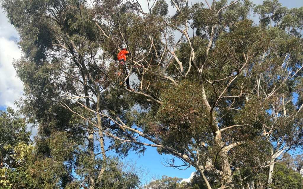 When Does Your Tree Need Trimming in Armadale? Pete's Treeworx 6 Tree Trimming City of Armadale