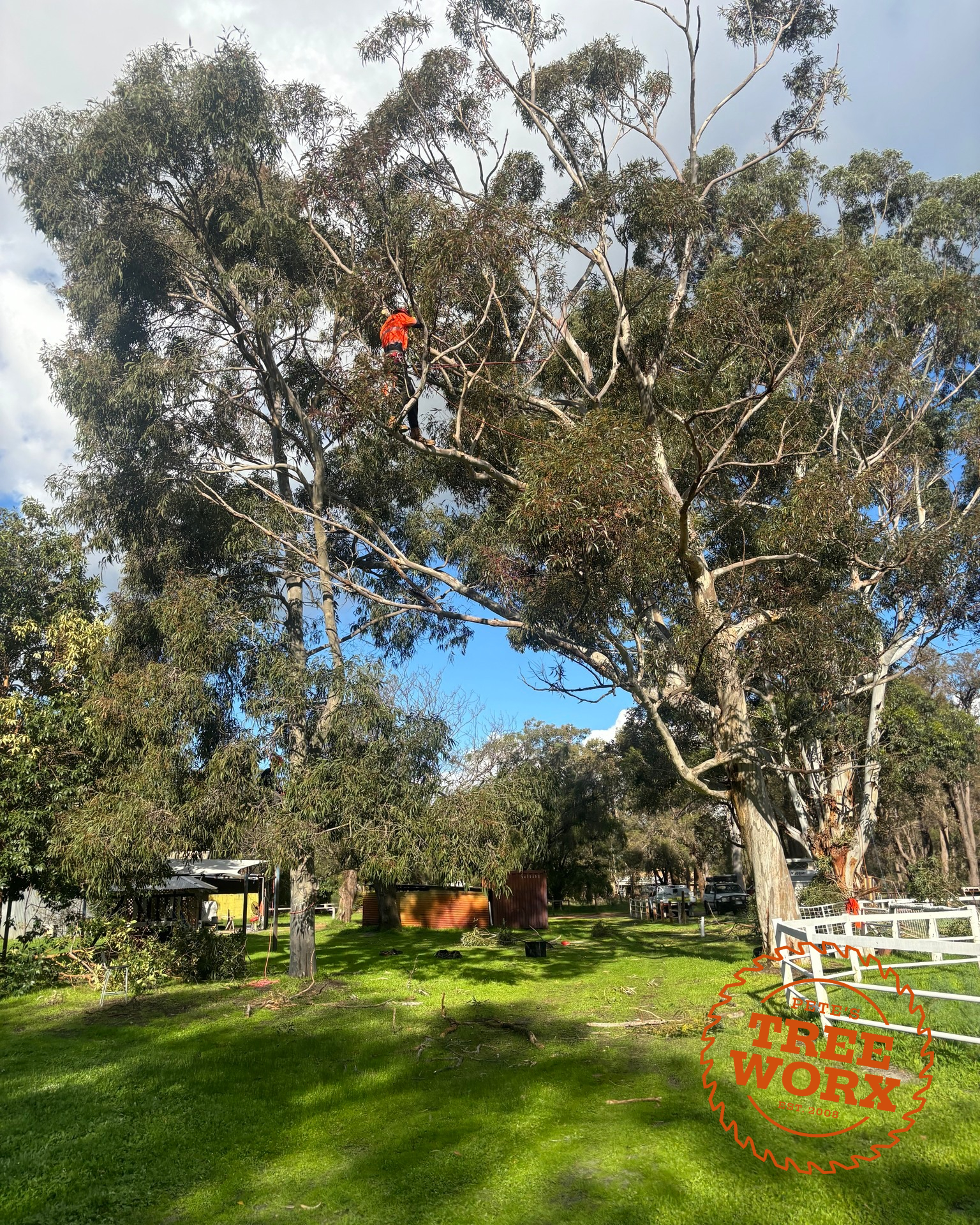 Tree Trimming City of Armadale