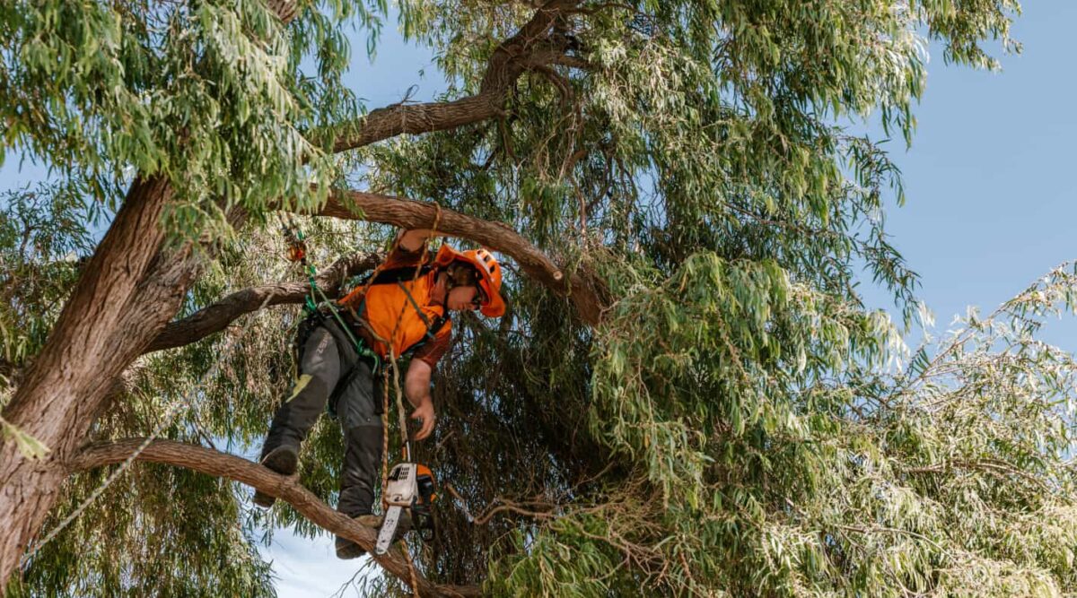 The Hidden Dangers of DIY Tree Pruning & Why Mandurah Residents Should Hire Pros