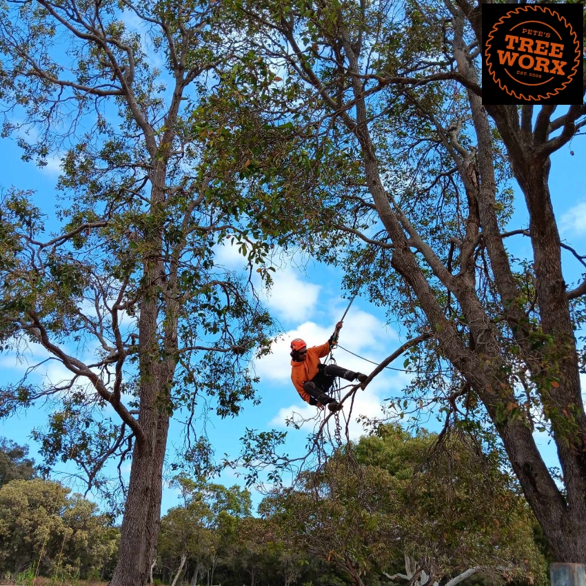 Tree Pruning​ Furnissdale