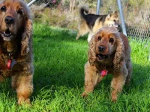 Bushlands Pet Retreat