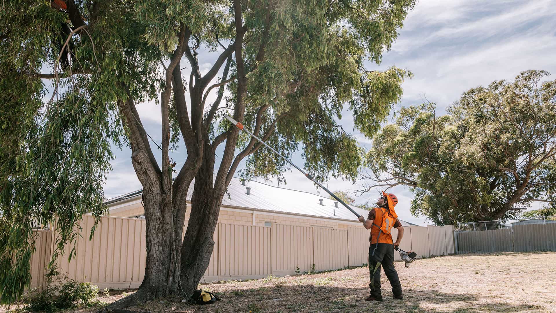 Tree trimming Capel