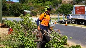 Mandurah Pete's Treeworx 4 Arborist service mandurah