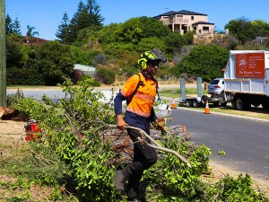 Arborist service mandurah