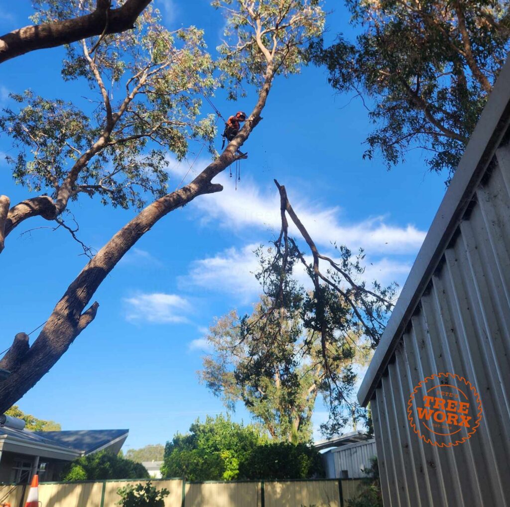 What is tree lopping? Pete's Treeworx 6 Tree lopping Mandurah WA