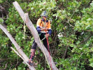 tree lopping mandurah