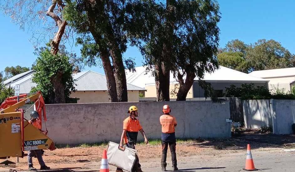 tree lopping service in mandurah