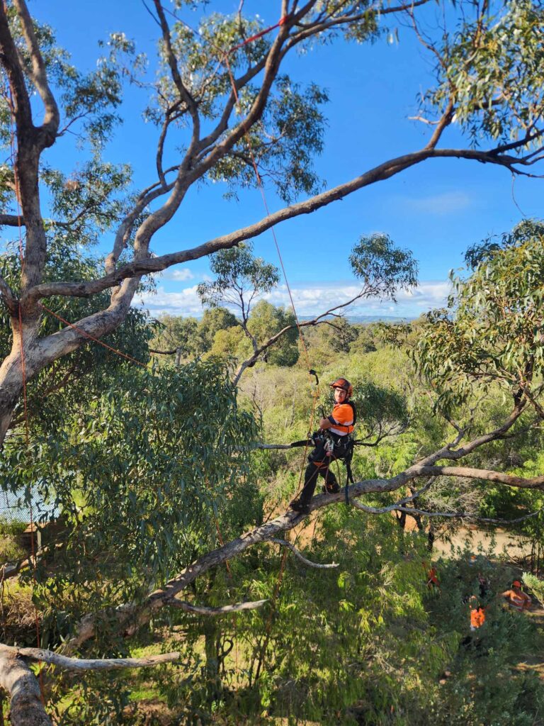 Tree Pruning Mandurah: Early Warning Signs Your Tree Needs Attention Pete's Treeworx 2 tree pruning in mandurah