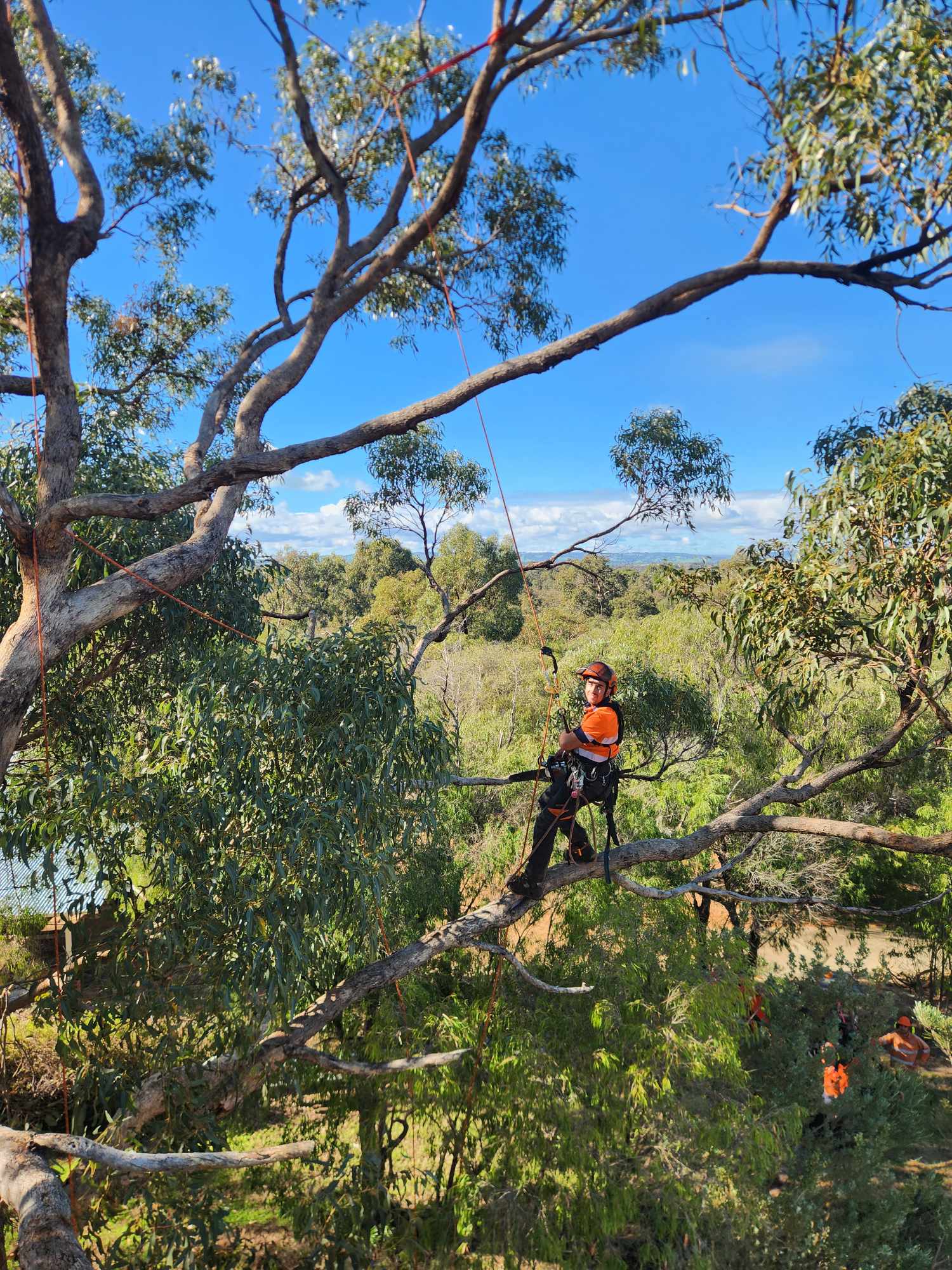 tree pruning in mandurah