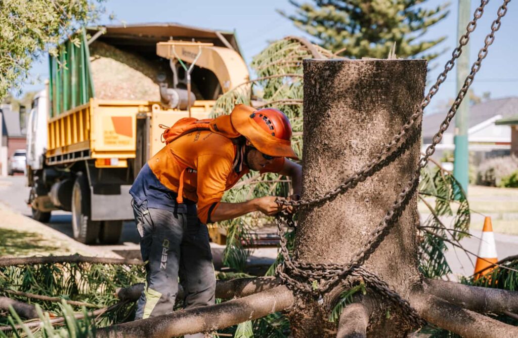 What Steps Are Involved in a Tree Removal in Mandurah? Pete's Treeworx 2 tree removal in mandurah