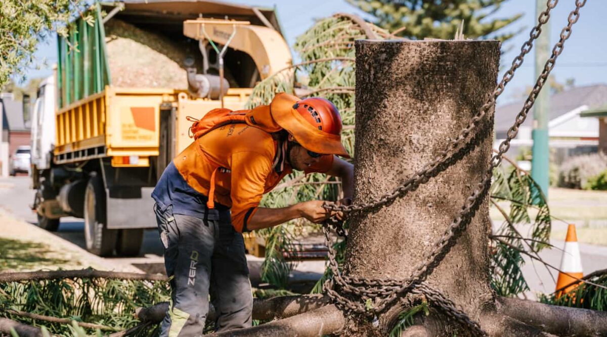 What Steps Are Involved in a Tree Removal in Mandurah?