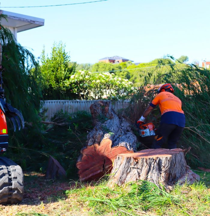 tree removal mandurah
