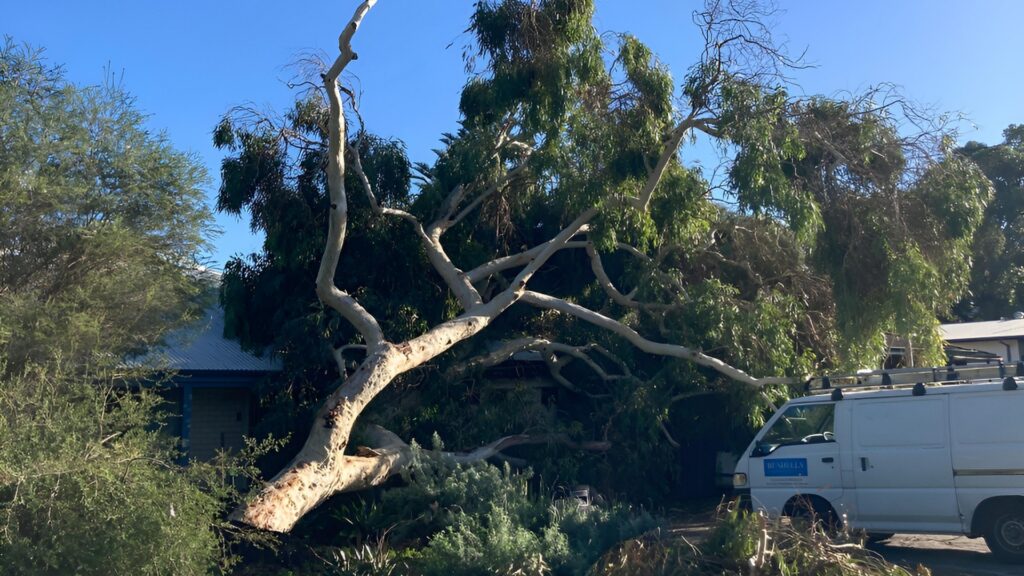 Tree Removal Armadale: Understanding the Risks of Delaying Removal Pete's Treeworx 3 Emergency tree removal service in Fremantle for storm damaged