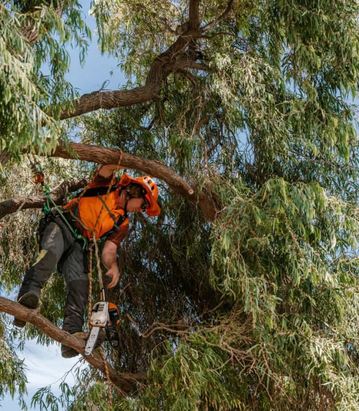 tree pruning perth