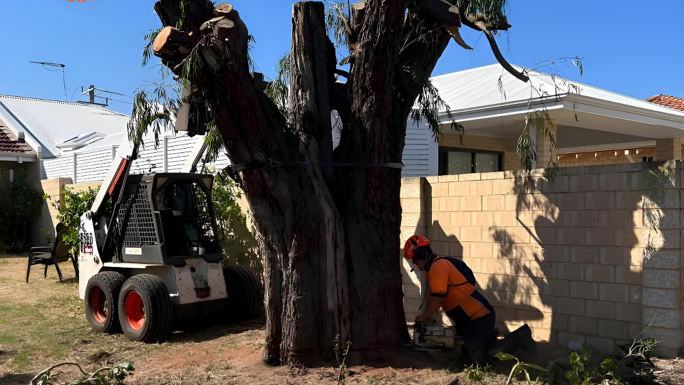 arborist fremantle tree service