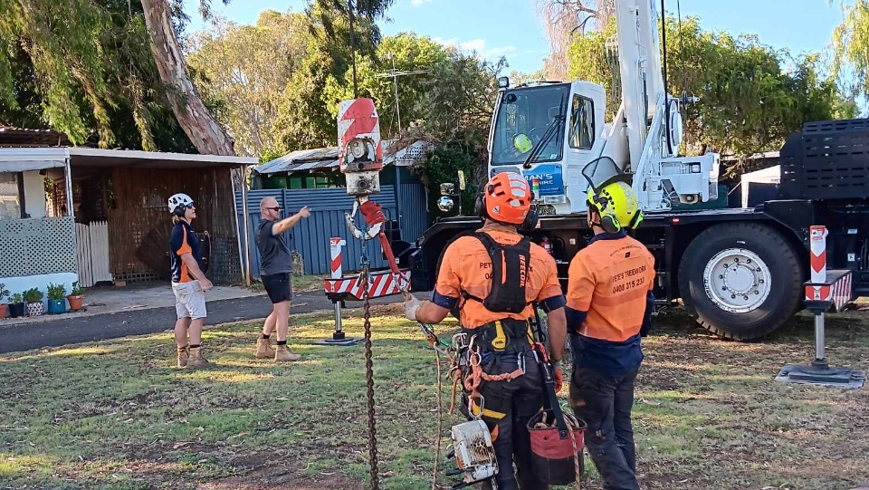 Arborist Fremantle WA preparing professional tree report and risk assessment