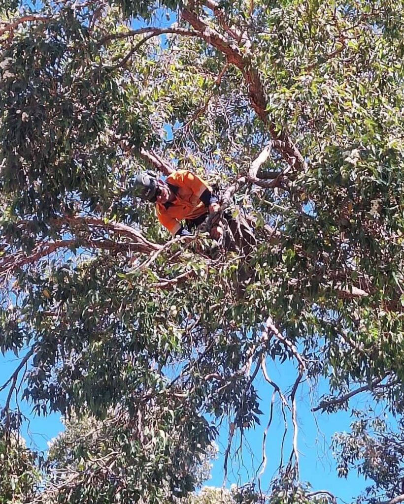 Arborist Fremantle performing expert tree pruning services in Fremantle WA